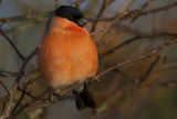 Bullfinch
