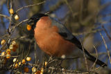 Bullfinch