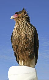 Crested Caracara (juvenile)