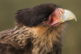 Caracaras
