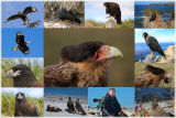 Caracaras