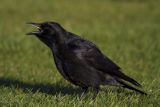 Carrion Crow