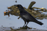 Carrion Crow