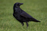Carrion Crow