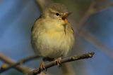 Chiffchaff