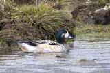 Chiloe Wigeon