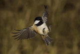 Coal Tit