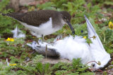 Common Sandpiper