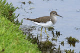 Common Sandpiper