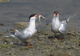 Common Terns