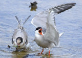 Common Terns
