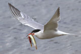 Common Tern