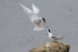 Common Tern
