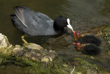 Coot