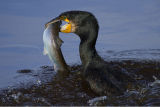 Cormorant