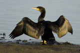 Cormorant