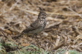 Crested Lark