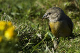 Crossbill
