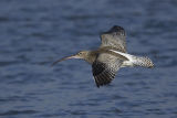 Curlew