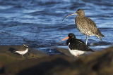 Curlew