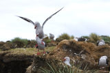 Dolphin Gulls