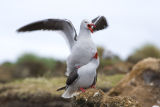 Dolphin Gulls