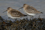 Dunlins