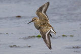 Dunlin