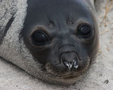 Seals