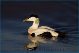 Eider Duck