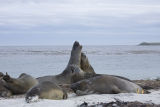 Elephant Seals