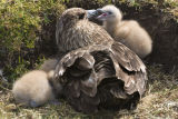 Falkland Skua