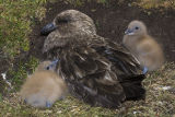 Falkland Skua