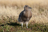 Falkland Skua (juvenile)