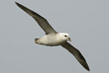 Fulmar
