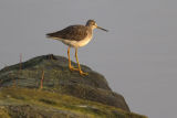 Greater Yellowlegs