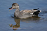Gadwall