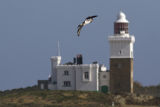 Gannet