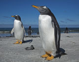 Gentoo Penguins
