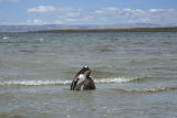 Gentoo Penguin