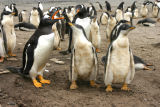 Gentoo Penguins