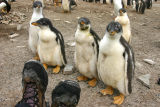 Gentoo Penguins