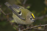 Goldcrest
