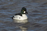 Goldeneye