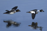 Goldeneye
