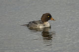 Goldeneye
