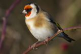 Goldfinch