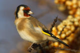Goldfinch