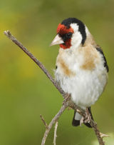 Goldfinch