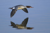 Goosander